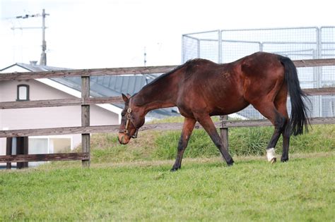 *価格にはオプションは含まれません。 *価格はパンク修理キット、タイヤ交換用工具付の価格です。 *保険料、税金（除く消費税）、登録料などの諸費用は別途申し受けます。 *自動車リサイクル法の施行により、リサイクル料金が別途必要となります。 *ボディカラーは、撮影. 【訃報】皐月賞馬 ナリタタイシン死去 30歳 ライバルにビヤハヤ ...