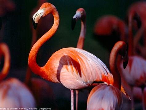 Interesting Facts About Flamingos Just Fun Facts