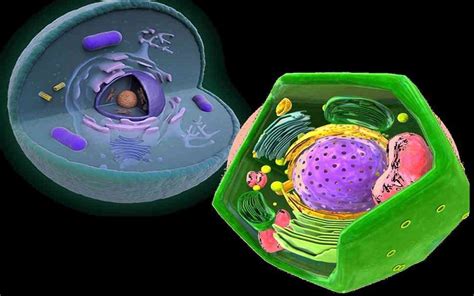 Descubre Los Fundamentos De La Teoría Celular En Este Artículo ★ Teoría