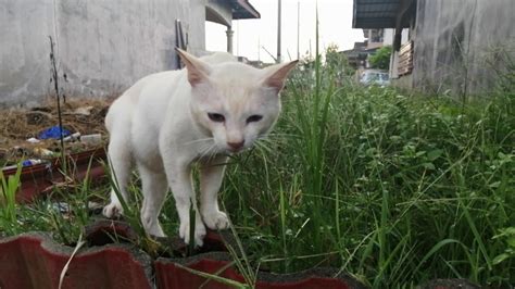 Jenis dari kucing pun cukup beragam, antara lain: Ini Sebab Kenapa Kucing Anda Makan Rumput - YouTube