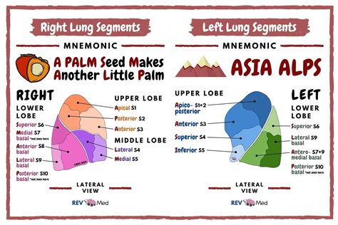 Lung Segments Mnemonic By Revmed Lung Segments Grepmed