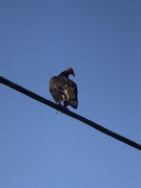 Saw A Turkey Vulture Today While Driving Through Tularosa Rnewmexico