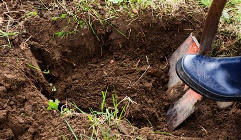 The Best Soil For Filling Holes In Lawn A Guide To Bring Your Lawn