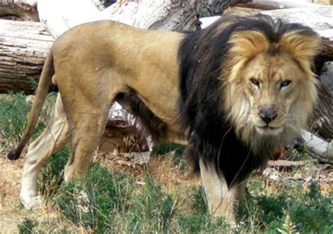 barbary lion  largest lion subspecies    extinct big cats