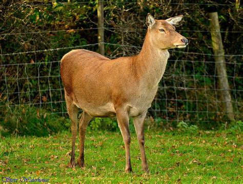 Adult Female Fallow Deer 500 Mm Lens Hand Held Flickr Photo Sharing