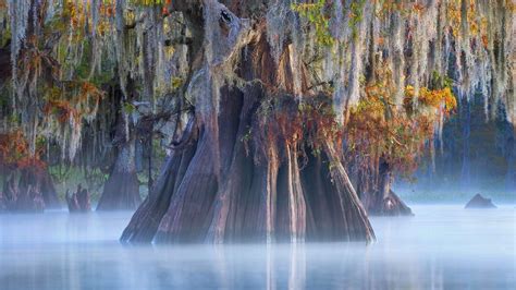 A Bald Cypress In The Atchafalaya Basin Louisiana © Chris Moore