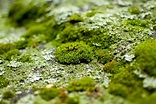 How Can I Get Moss to Grow in My Garden?