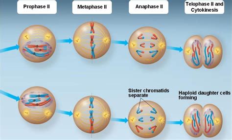 Chapter 13 Meiosis And Sexual Life Cycles