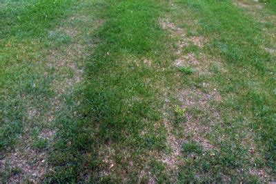 Most compaction happens in your lawn's root zone, the first two or three inches below the soil surface. What to do about compacted soil - MSU Extension