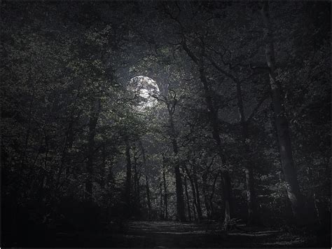 Forest Moonlight Moonlight Photography Moonlight Night Photography