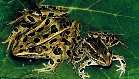 These frogs are quite sedentary and docile; Habitat of the Coastal Plain Leopard Frog | Animals - mom.me