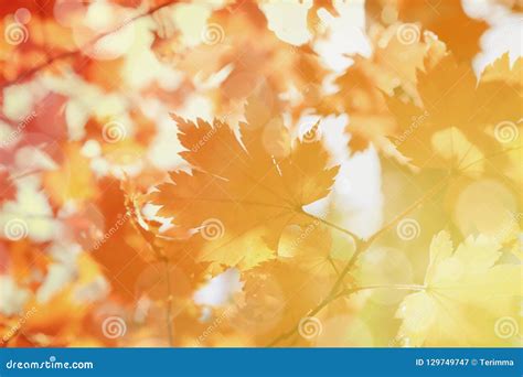 Autumn Blurred Background Yellow Maple Leaves Stock Image Image Of