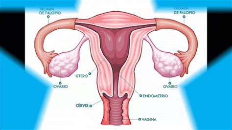 Aparato Reproductor Femenino Que Es Chefli