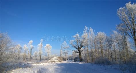 A Bench In The Snow Under A Snowy Tree Forest Sunny Winter Day In The