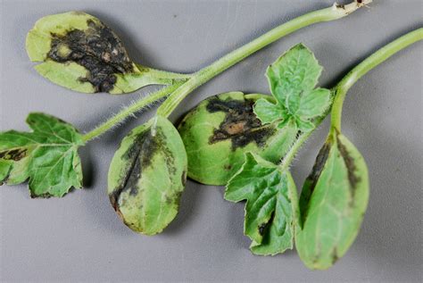Plant resistant varieties, if available. Watermelon Diseases - Cooperative Extension