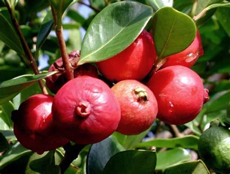 The strawberry tree wood is used to make utensils, bowls, and pipes. Strawberry Guava and Yellow Cherry Guava - The Fruit Forest
