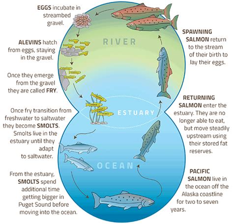 Salmon Life Cycle Stages