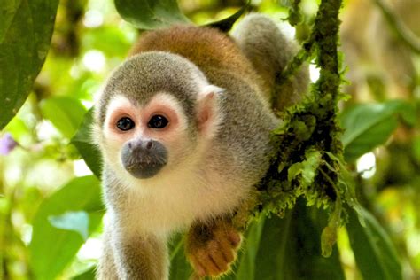 The 6 Most Beautiful Amazon Rainforest Monkeys