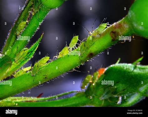 Aphid Infestation On House Garden Rose Plant Stock Photo Alamy