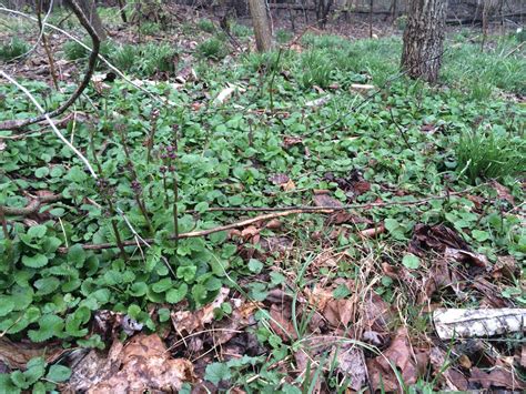 Invasive Ground Cover Pacific Northwest Ground Cover Good