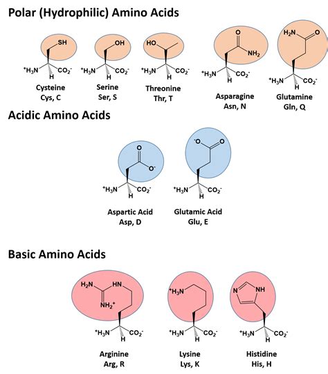 31 Amino Acids Biology Libretexts