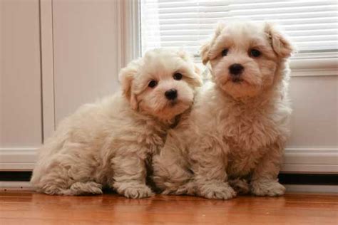 Everything About Your Coton De Tulear Luv My Dogs