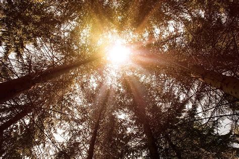 Nature Sun Tree Bright Forest Sunlight Forests Lighting
