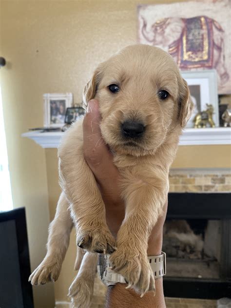 Puppy kindergarten & socialization class (new puppies!) age group: Golden Retriever Puppies For Sale | El Paso, TX #311735