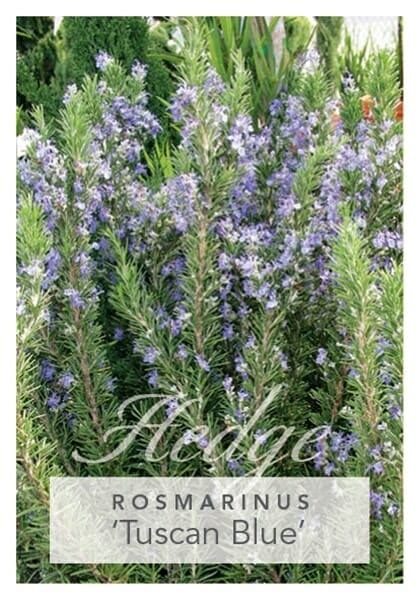 Rosmarinus Tuscan Blue Rosemary 8 Pot Hello Hello Plants And Garden