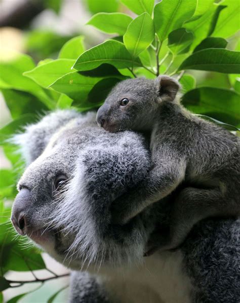 German Zoo Shows Off Its Baby Koala