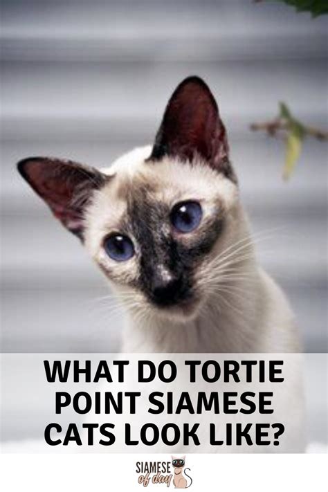 Tortie Point Siamese Cats Siamese Of Day Siamese Cats Siamese Cat
