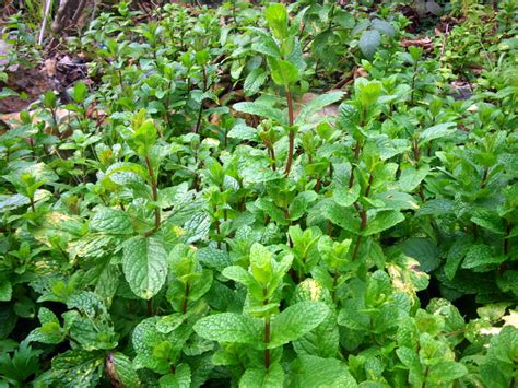 Mint The Most Wonderful And Possibly Annoying Herb Edible
