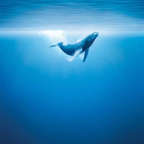 A Humpback Whale Swimming In The Ocean