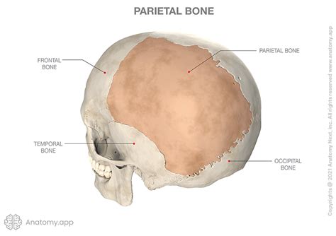 Parietal Bone