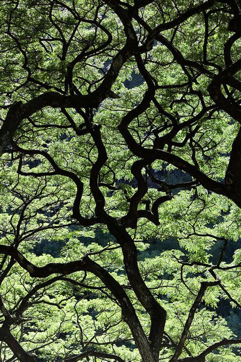 Looking Up At The Sunlight Photograph By Ron Koeberer Fine Art America