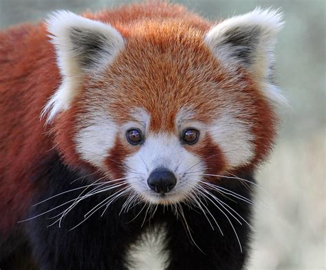 Red Panda Full Hd Wallpaper And Background Image 2048x1697 Id650158