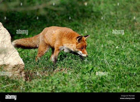 Red Fox Vulpes Vulpes Renard Roux Stock Photo Alamy