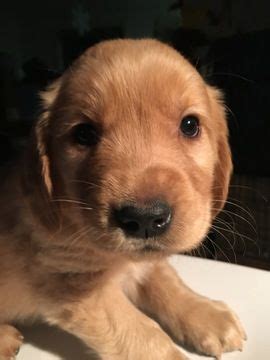Maybe you would like to learn more about one of these? Litter of 9 Golden Retriever puppies for sale in SEATTLE ...