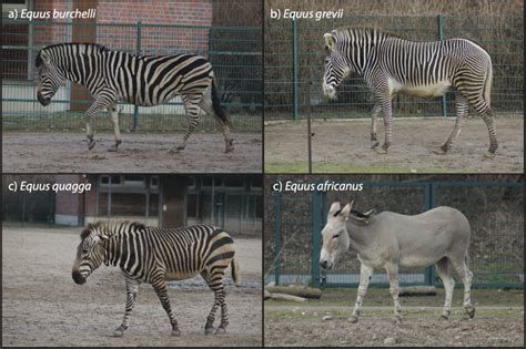 Egyptian Zoo Denies They Painted Stripes On A Donkey For Their Zebra