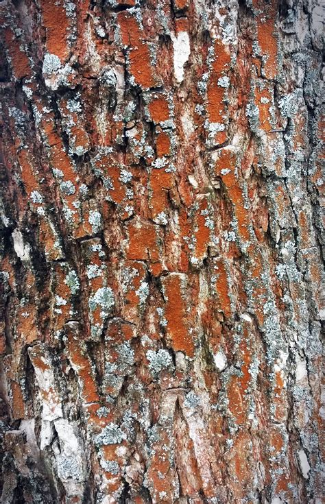 Tree Bark Plant Fungus Tree Bark Fungi Pose Reference Textures