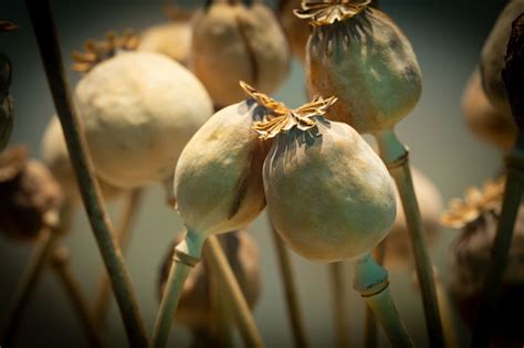 Dried Opium Poppy Or Papaver Somniferum Or Breadseed Poppy Opium Drugs