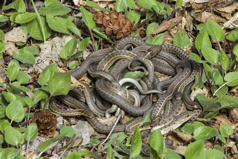 A Mating Ball Of Snakes A Female Garter Snake Emerged From Flickr