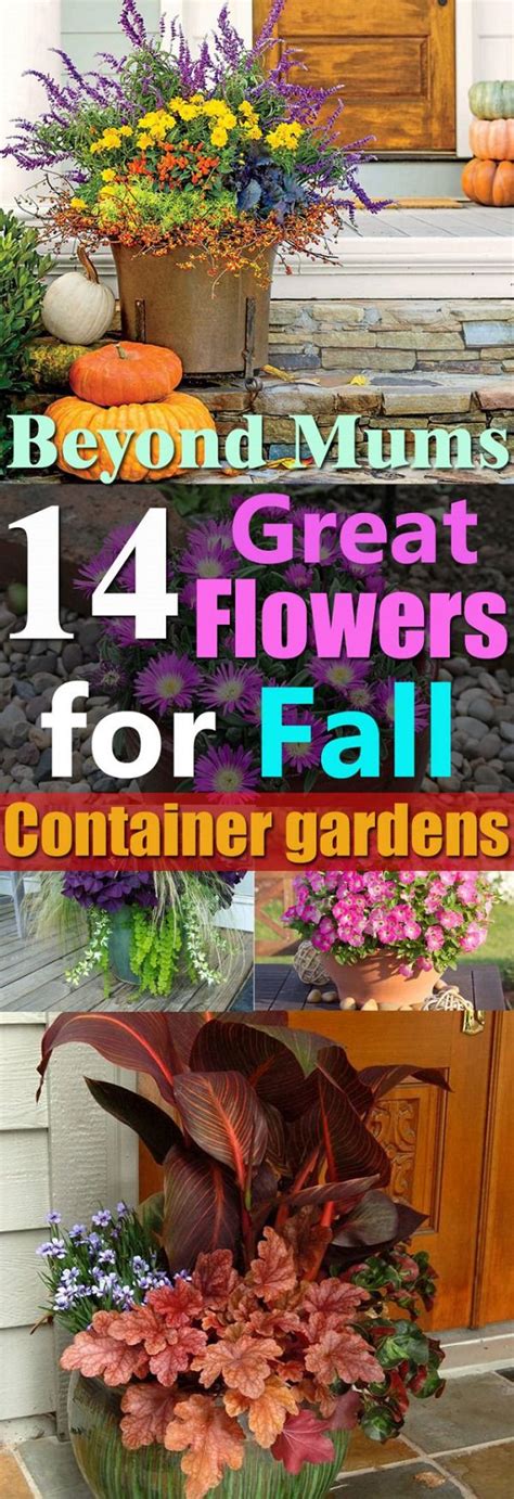 A big, explosive display requires a large container. 14 Great Fall Flowers For Containers: Fall Flowers For ...