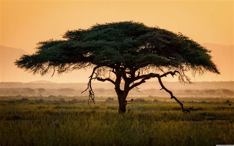 African Tree Wallpapers Maxipx
