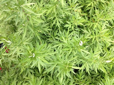 Growing And Caring For Artemisia