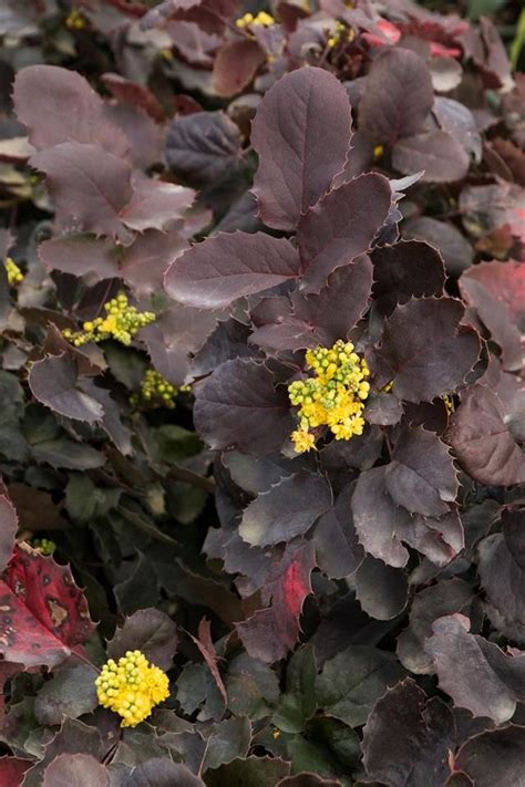 Mahonia Repens Darkstar Monrws Oregon Grape Ground Cover Plants
