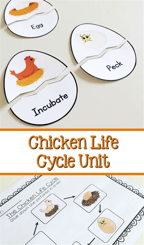 Life Cycle Of A Chicken Unit For Preschool Kindergarten Or First