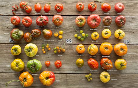 Heirloom Tomatoes And Seed Saving Wildsight