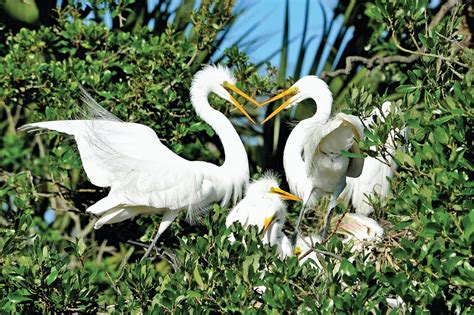 Everglades Had Its 2nd Highest Nesting Effort For Wading Birds In 2021