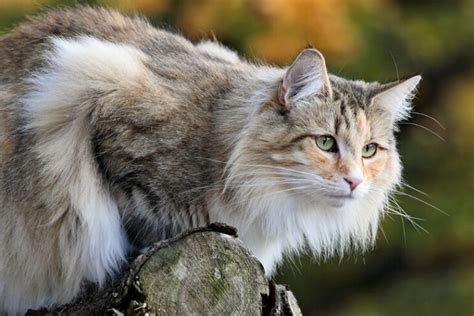 Norwegian Forest Cat Breed Information And Characteristics Pet Reader